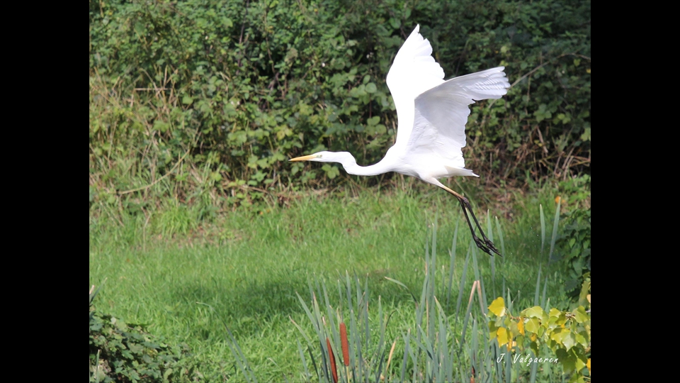 02-John-Valgaeren-Grote-zilverreiger