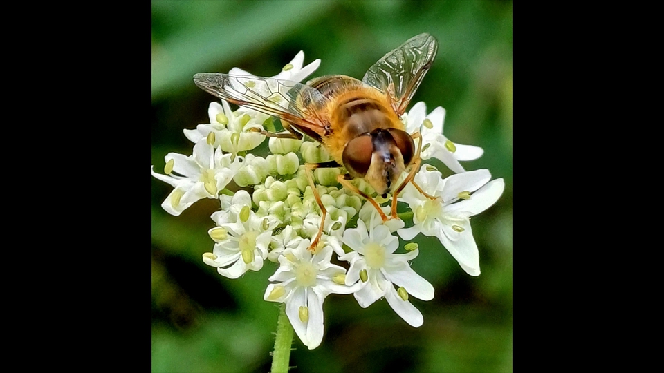 09-Josiane Vos-Macro