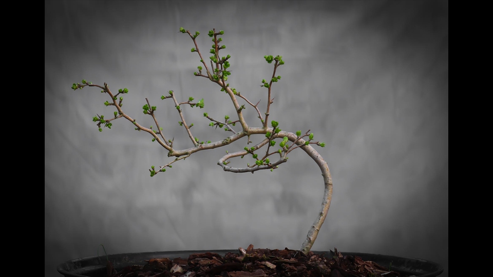 24-Johny Spans-Bonsai