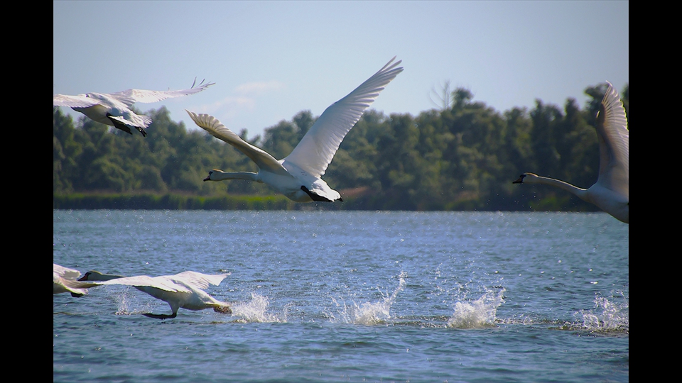 14-Josiane-Vos-Biesbosch
