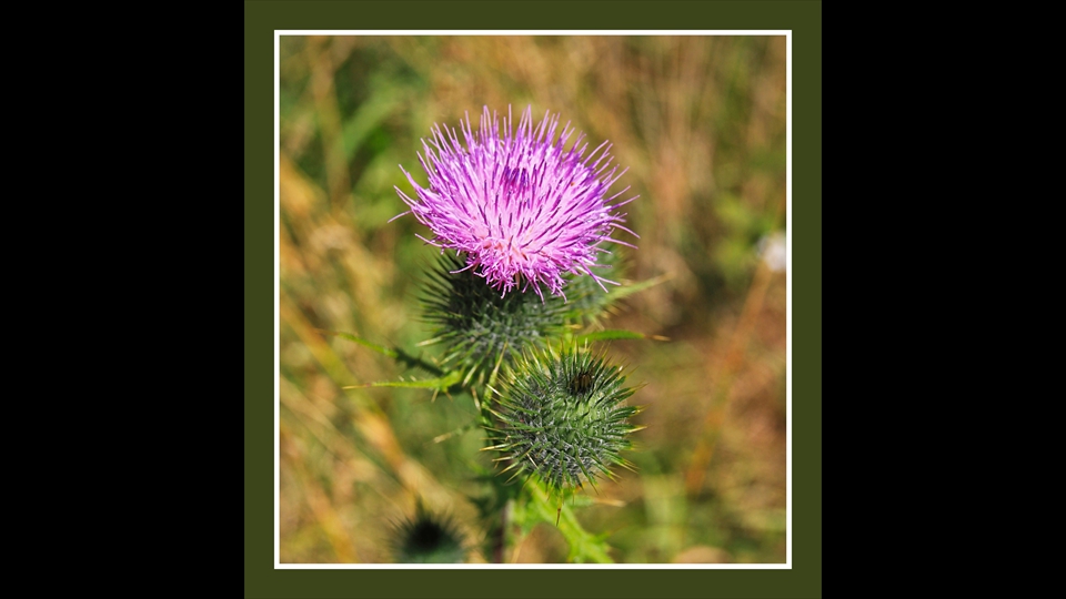 22-Roger Hemeleers-Distel
