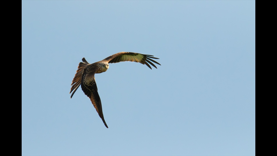 11 - Carine De Laet - Rode wouw