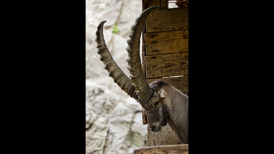 22-John Valgaeren-Steenbok