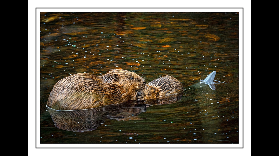 24-erik verelst-fam. bever