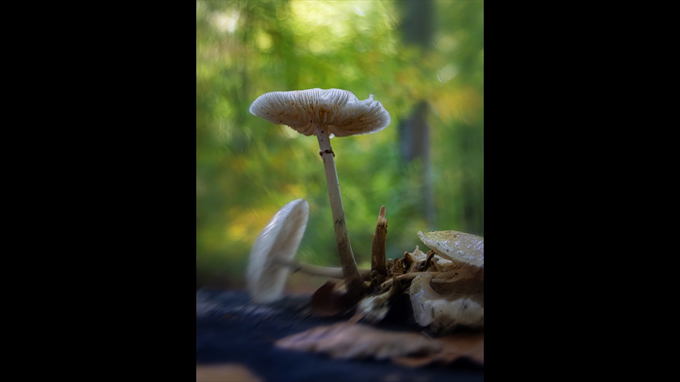 26-Josiane Vos-Paddenstoel