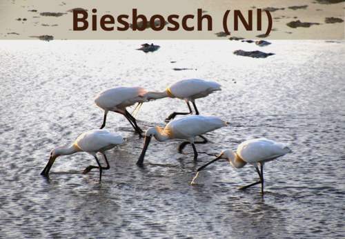 Biesbosch