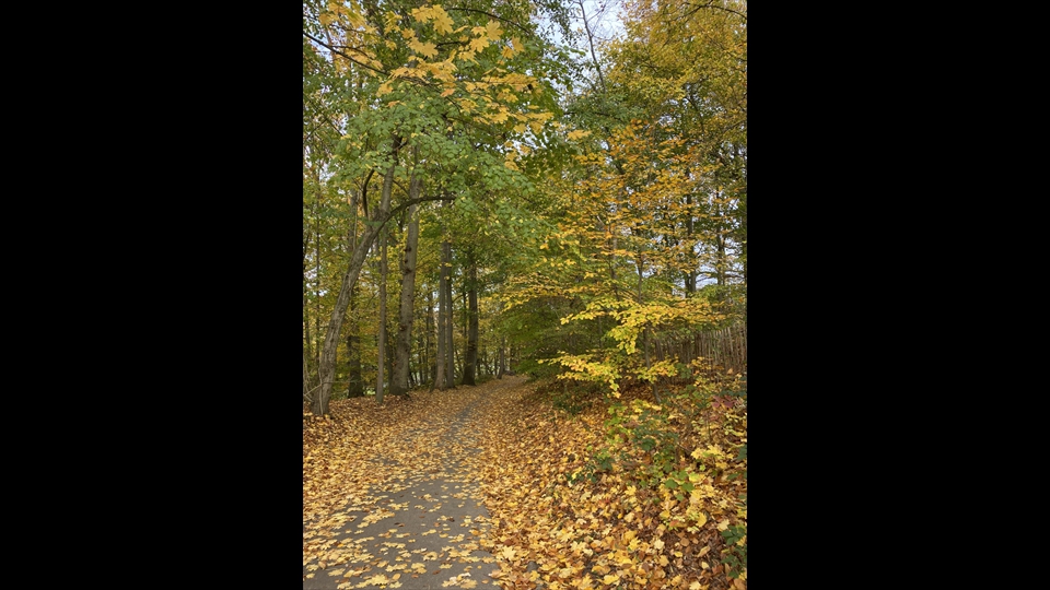 10-Vincent Milissen-Herfst