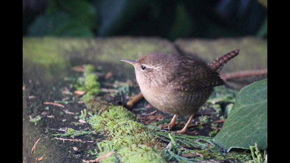 11-John Valgaeren_WINTERKONING