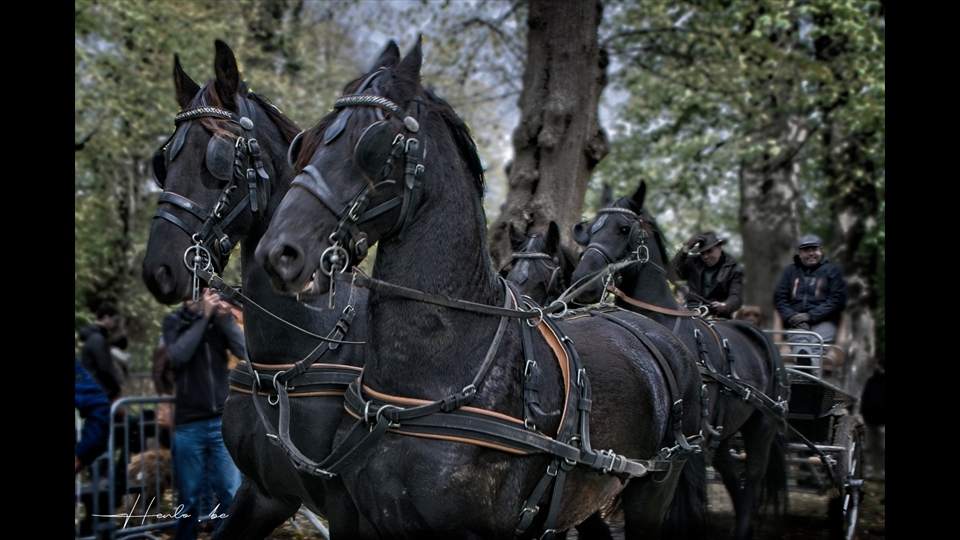 26-Henri Lombaerts-black furie