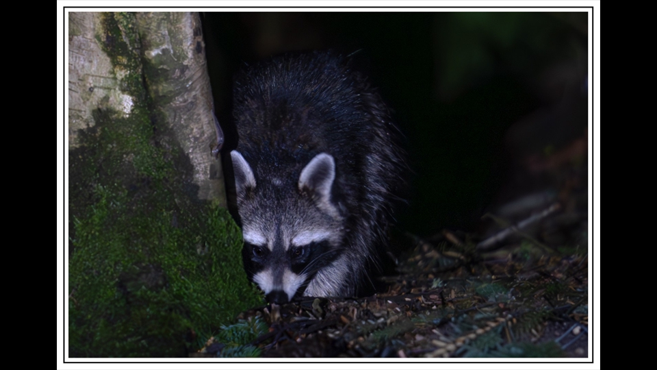 03-Erik Verelst-Wasbeer