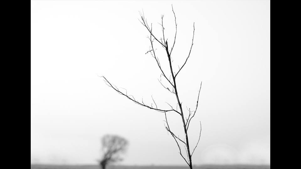 07-Henri Lombaerts-Eenzame boom