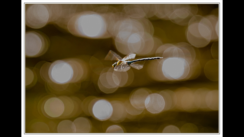 15-Erik-Verelst-Libel