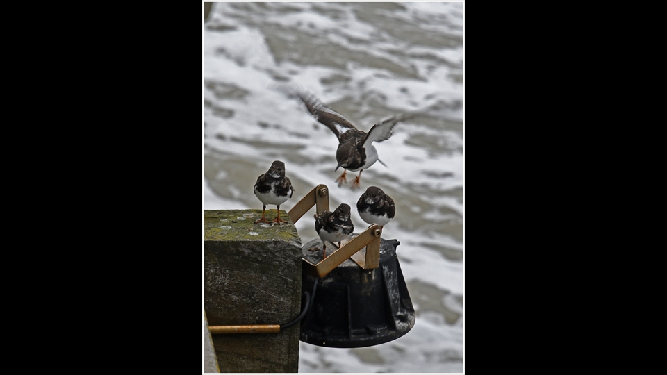 18-Luc Beckers-Landingsplaats