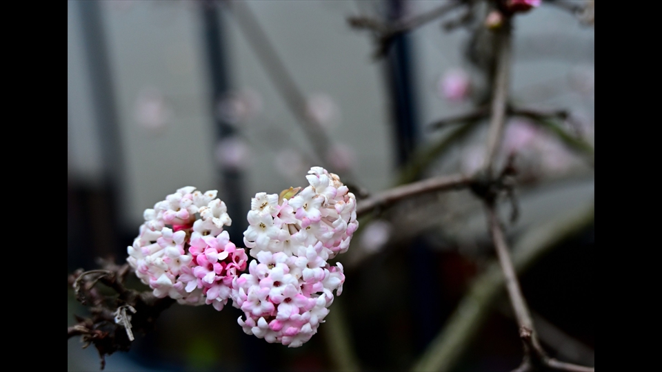 19-Jos Claes-Lente in aantocht