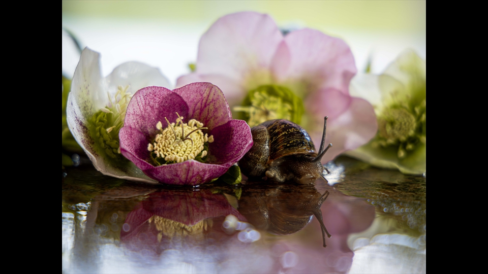 03-Josiane Vos-helleborus met slak