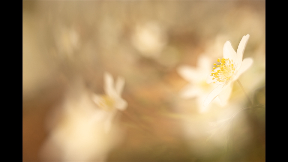 09 - Carine De Laet - Bosanemoon