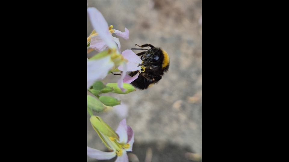 29-Marijke Couder-Lentevibes