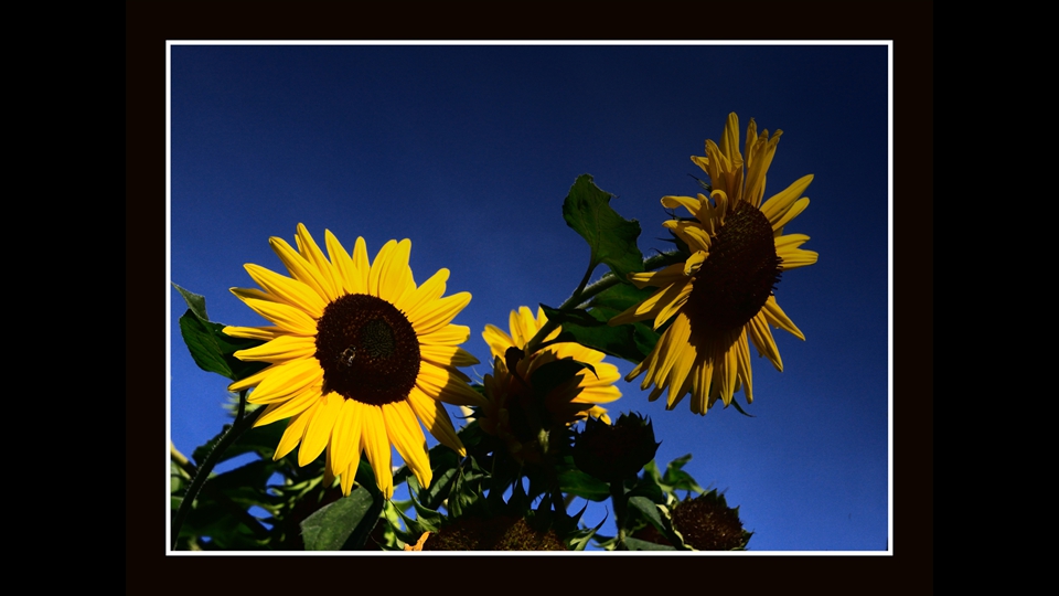 29-Roger Hemeleers-zonnebloem